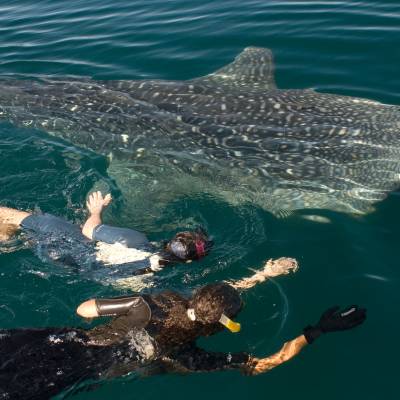Swimming with whale sharks
