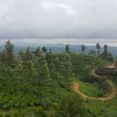 Nuwara Eliya Tea Plantation