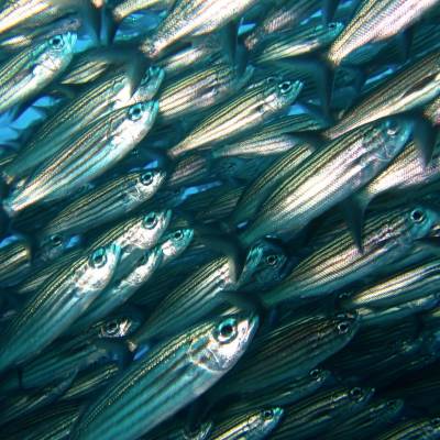 fish shoal Galapagos Island Ecuador