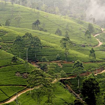 Sri Lankan Tea Plantation
