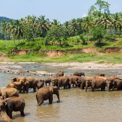 a herd of elephants walking along a river next to a body of water with Pinnawala Elephant Orphanage in the background