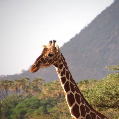 Giraffe