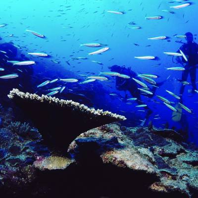 Diving Rodrigues