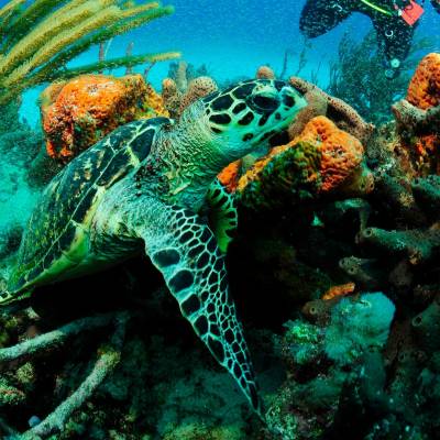 a turtle swimming under water