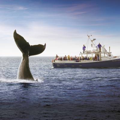 Whale watching