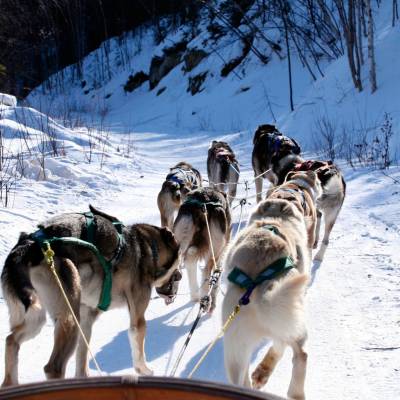 Dog sledding