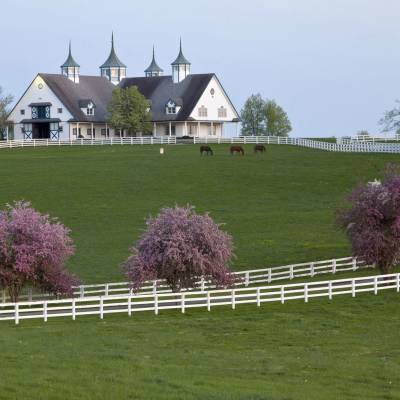 Cottages at a distance surrounded by green grass and trees in a horse farm in Kentucky