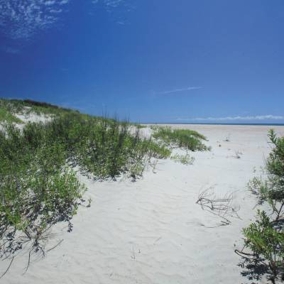 Sand Dunes and Beach at Ocracoke Island