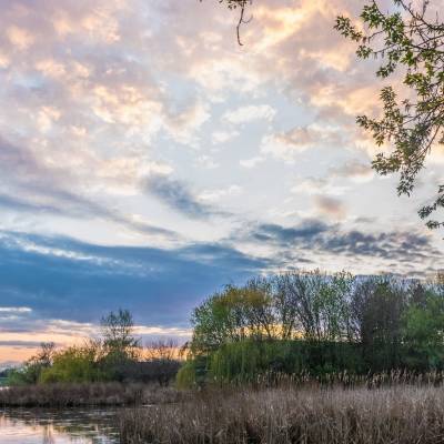 a tree in a pond