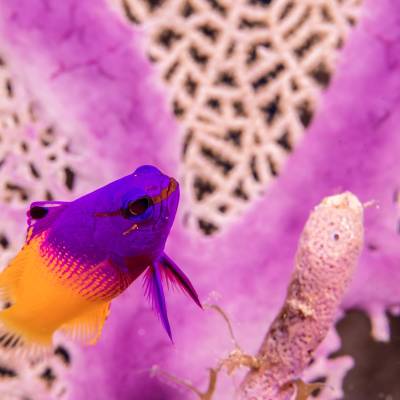 Diving in Bahamas