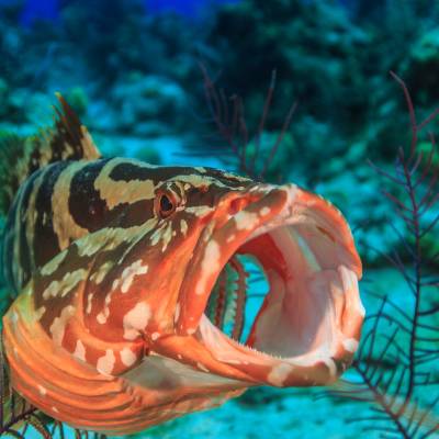 Diving in Bahamas