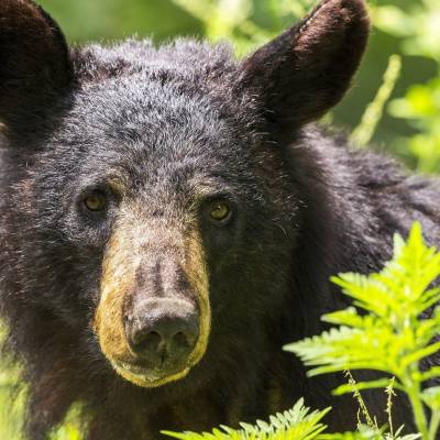 a black bear is standing in the grass