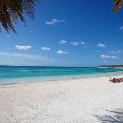 a beach with palm trees and a body of water