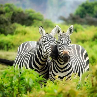 a zebra standing on top of a grass covered field