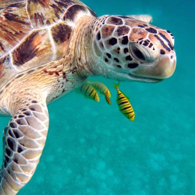 a turtle swimming under water