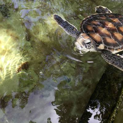 a close up of a turtle