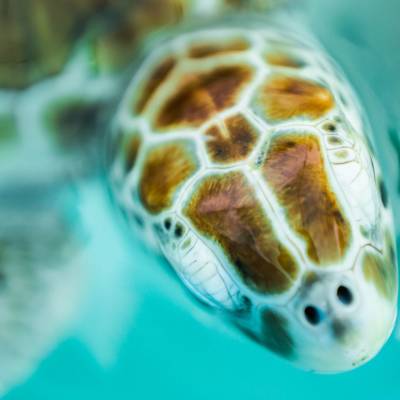 Isla Mujeres Turtle Farm