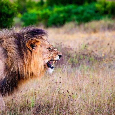 a lion in a grassy field