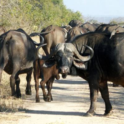 a herd of cattle standing on top of a dirt field