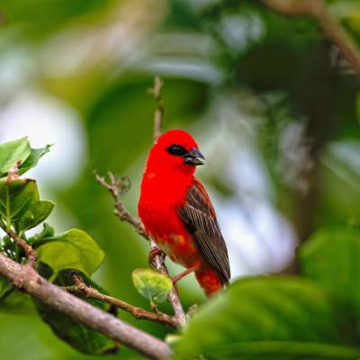 Seychelles Wildlife