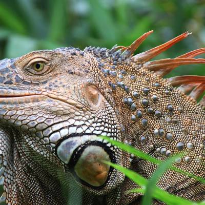 Iguana