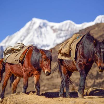 Horses in the Himalayas