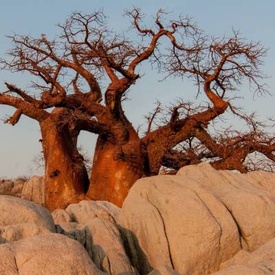 Baobab trees in Botswana