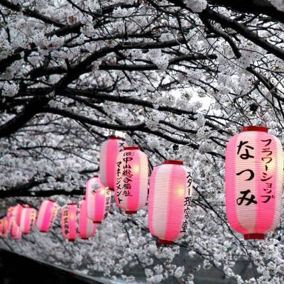 Cherry blossom season in Japan