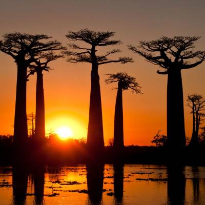 Baobab trees