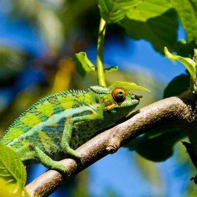 a lizard on a branch