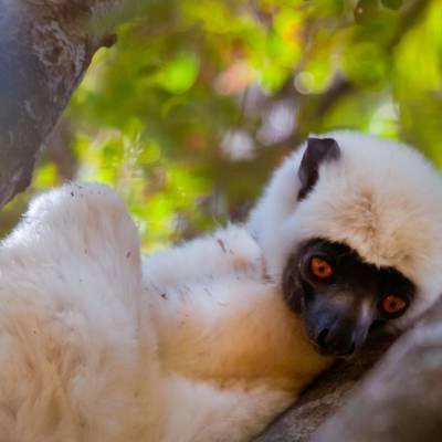 a close up of an animal
