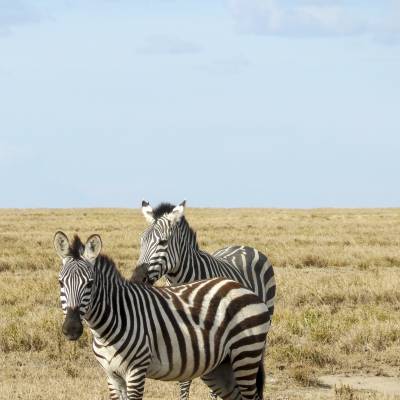 Zebra