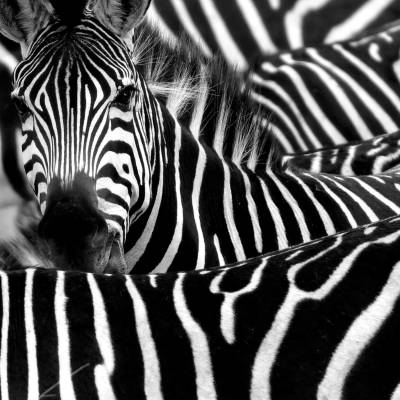 a couple of zebra standing side by side looking at the camera