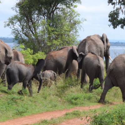 a herd of elephants walking across a grass covered field