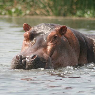 a hippo in a body of water