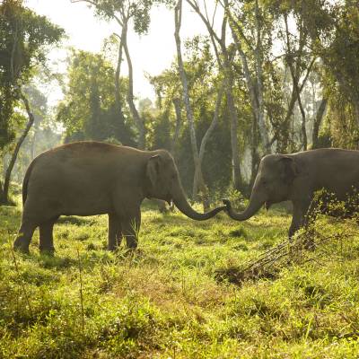 a herd of elephants standing on top of a lush green field
