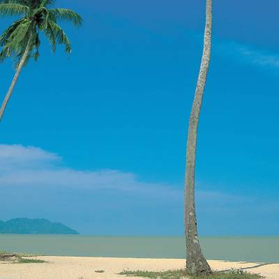 a group of palm trees next to a body of water