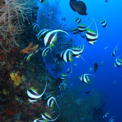 Diving
