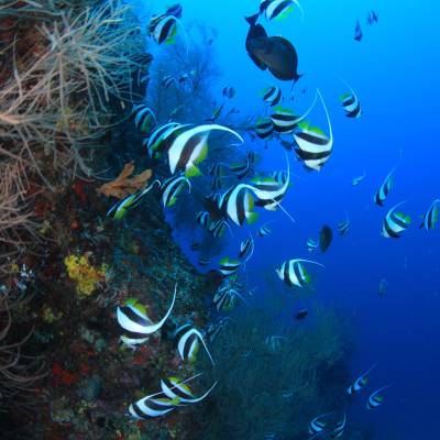 Diving