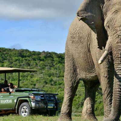 a elephant that is standing in the grass