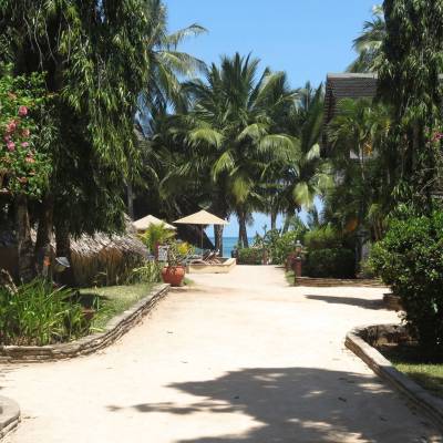a path with trees on the side of the street