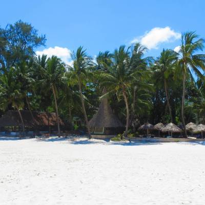 a group of palm trees on a beach
