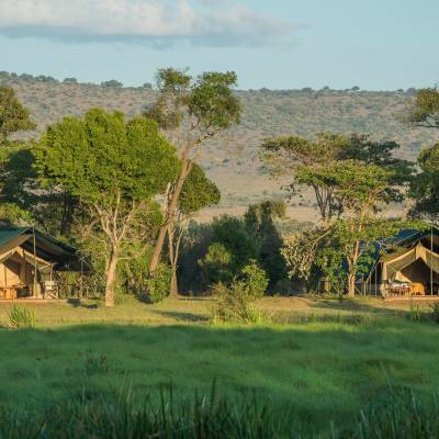 a giraffe standing on top of a lush green field