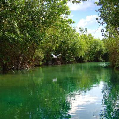 a body of water surrounded by trees