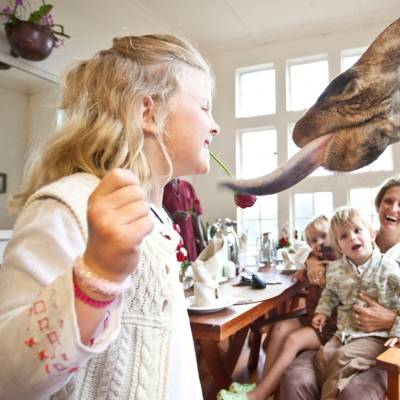 a woman feeding a giraffe