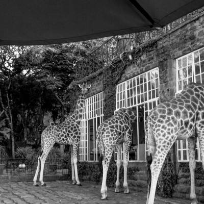 a group of giraffe standing next to a building