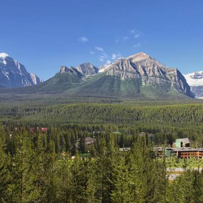 a tree with a mountain in the background