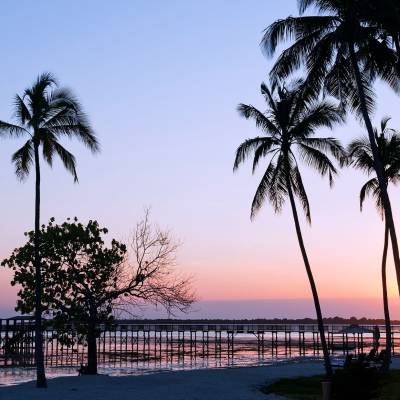 a beach with a palm tree in front of a body of water