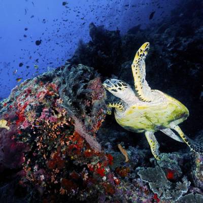 Coral reef