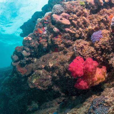 underwater view of a coral